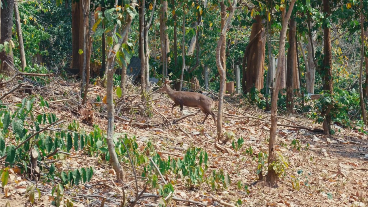 Inquadratura ampia di un piccolo gruppo di cervi porcini indiani al pascolo lungo il bordo di una strada sterrata polverosa e di una foresta collinare secca in un parco di conservazione della fauna selvatica a Chiang Mai, Thailandia del Nord