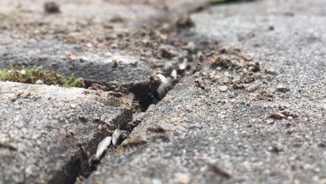 ants  animal colony running on concrete cobbles