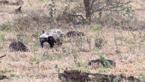 Honey-badger--in-search-of-food-in-bushveld