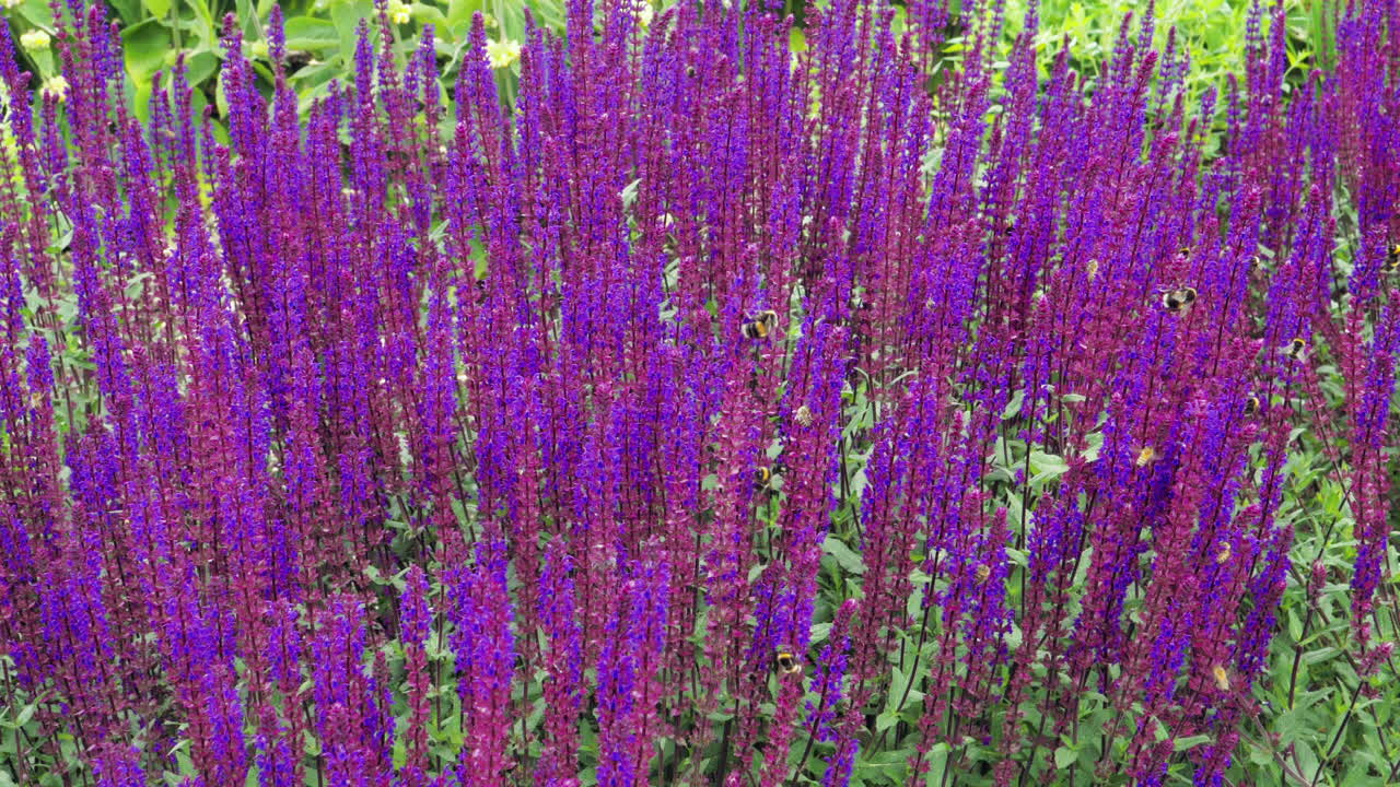 múltiples abejas de varios tipos en una flor violeta-púrpura