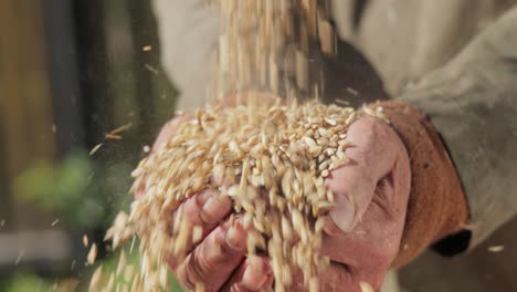 el agricultor inspecciona su cosecha con las manos sosteniendo semillas maduras de trigo.