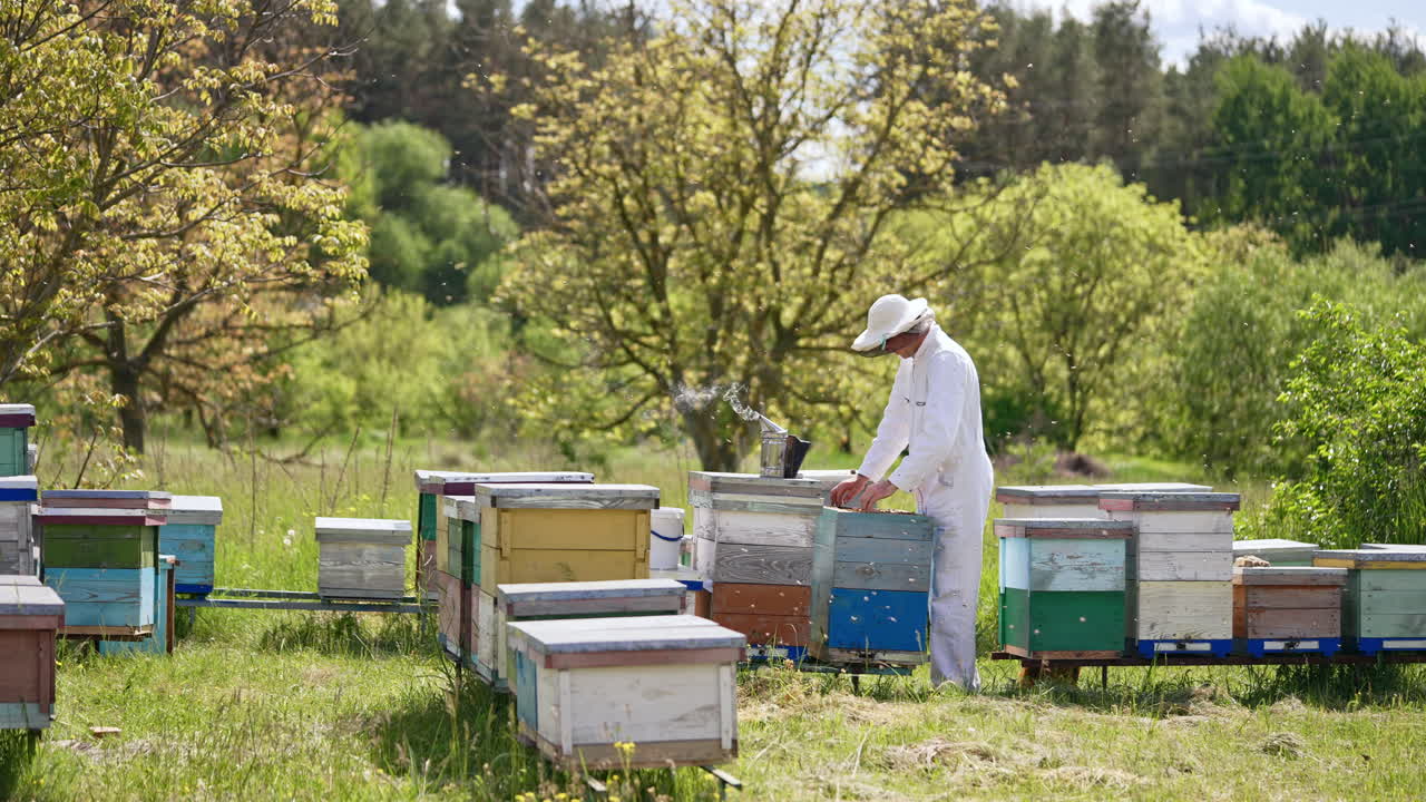 Rural apiary in the nature near the forest. Adult man in protective clothes rises bee frames and checks them.