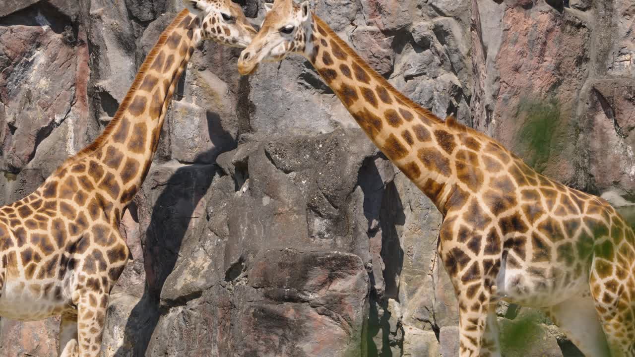 A pair of giraffes (Giraffa camelopardalis) stand together with their long, patterned necks crossed in a social interaction within their rocky enclosure at the Seoul Grand Park Zoo.