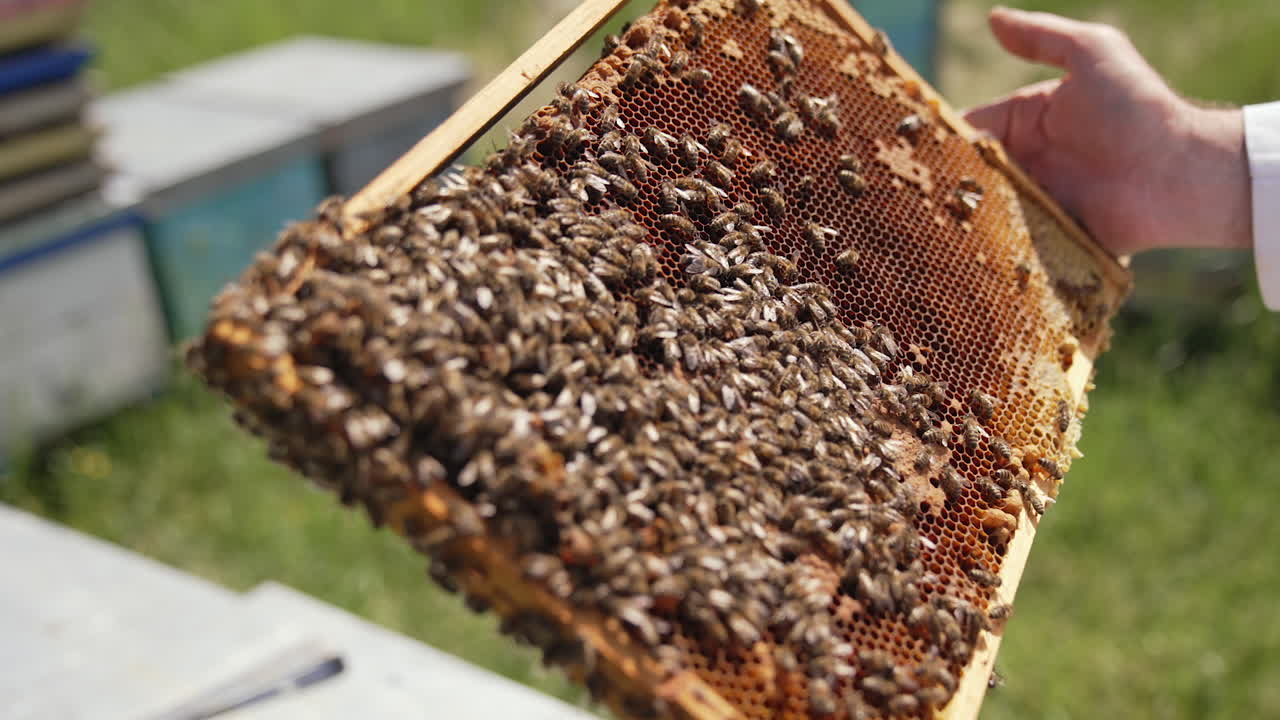 Honey bees crawling on a frame. Apiarist holding frame with bees making honey. Bees frame in beekeeper's hands. Close-up.