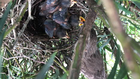 Hungry-Bird-Hatchling-In-Nest-With-Mouth-Wide-Open-Begging-For-Food-From-Mother-Chalk-browed-Mockingbird---close-up,-high-angle