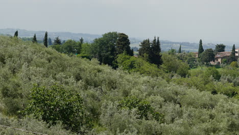 lush tuscan landscape with olive groves and cypress trees