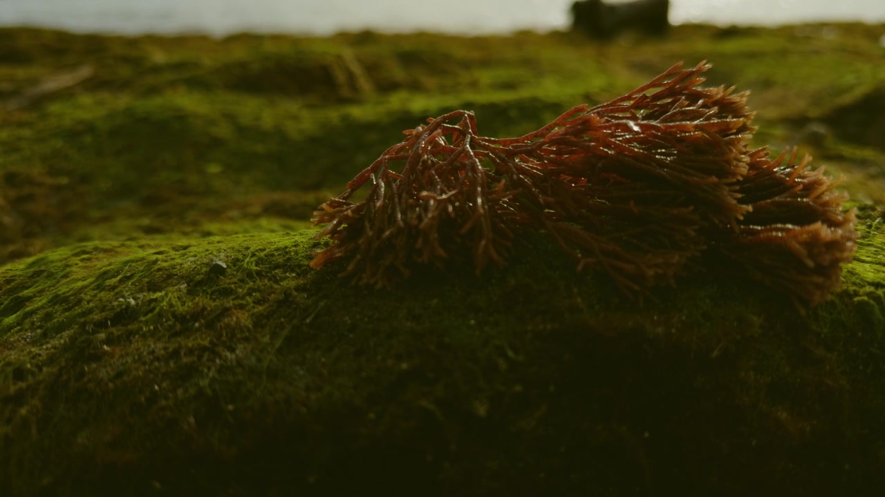 Primo piano di alga rossa su roccia muschiosa verde