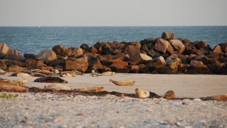 Colony-of-wild-seals-enjoying-sandy-coastline-on-sunny-day,-static-view