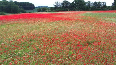 Ein-Ganzes-Feld-Ist-Voller-Rot-Blühender-Mohnblumen