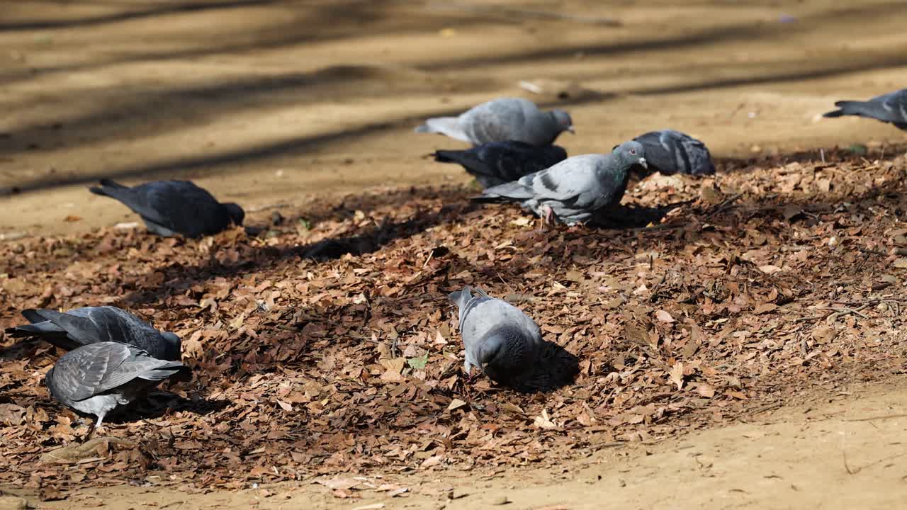 bandada de palomas que se alimentan en el suelo