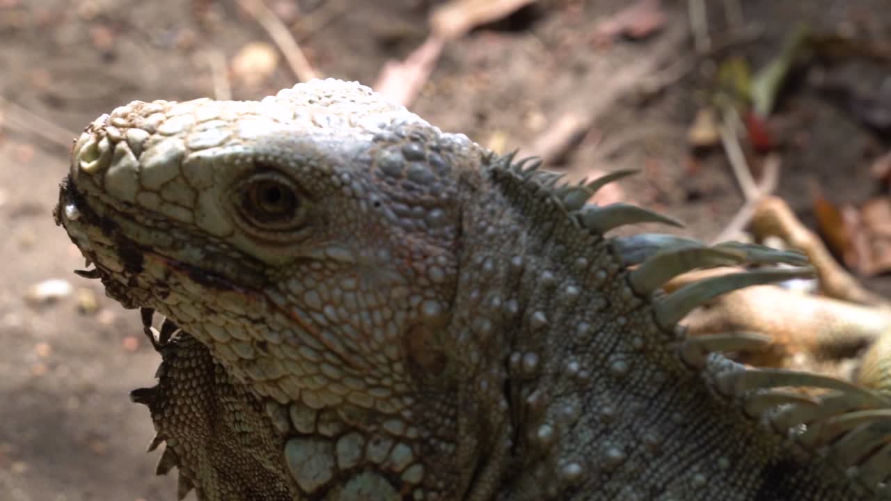 Moving eyes looking straight at camera of Green Iguana lizard, slow motion