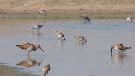 moving to the right for the left while foraging, spotted redshank tringa erythropus, thailand