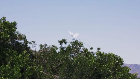 Fliegender-Silberreiher-Auf-Mangrovenbäumen