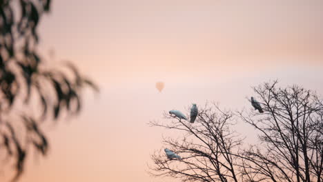 un globo de aire caliente pasa durante el amanecer con pájaros silvestres de cacao en su caballo