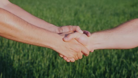 un apretón de manos amistoso de dos manos masculinas. contra el fondo de un campo de trigo verde