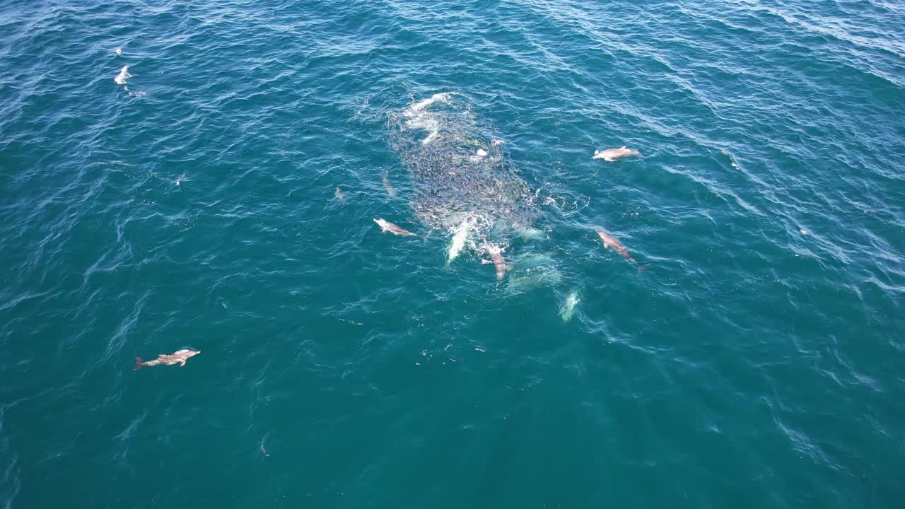 Bottlenose Dolphins Feeding On Mullet Fish In Ocean