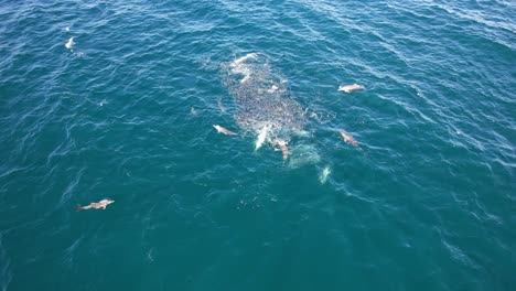 delfines nariz de botella que se alimentan de peces mullet en el océano