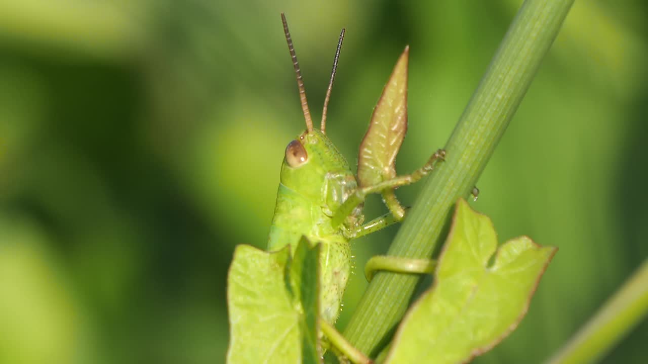 vista de cerca de un saltamontes verde encaramado en el tallo de la planta con fondo bokeh cremoso