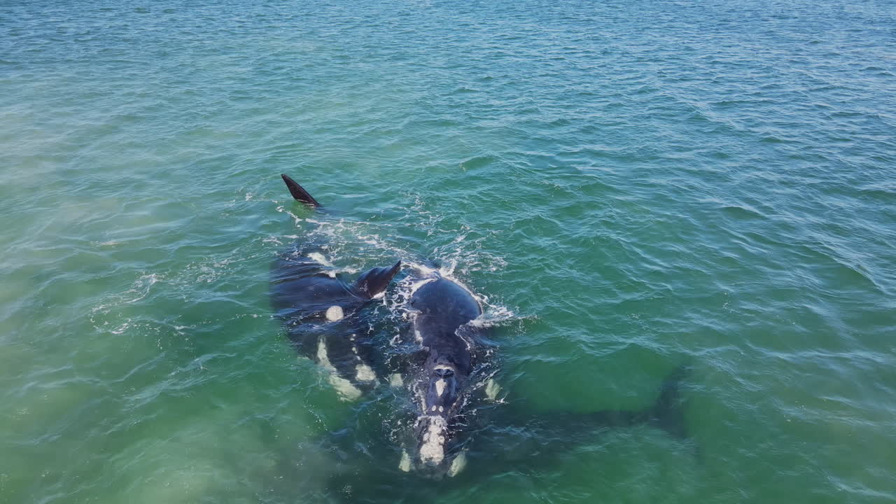 Southern Right whales float at surface, annual migration and mating ritual