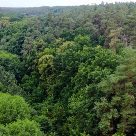 green treetops. amazing view on dense forest in summer. nature landscape. panoramic view of beautiful woods. motion camera back. aerial view.