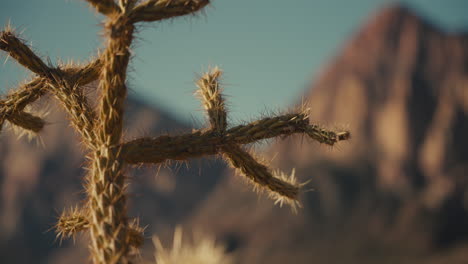 closeup of desert cactus with mountain background