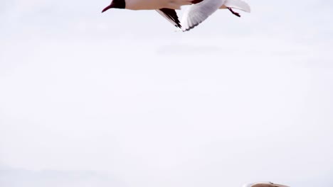 seagulls soar in the summer sky