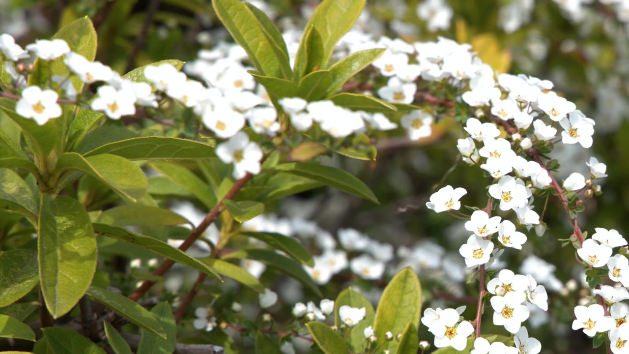 Primo piano di fiori bianchi di Spiraea thunbergii che ondeggiano delicatamente in un giardino a Tokyo, Giappone.