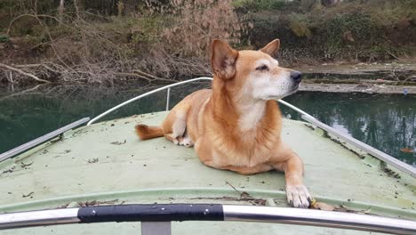 brown dog resting over a green boat on the brenta river in padova, north italy