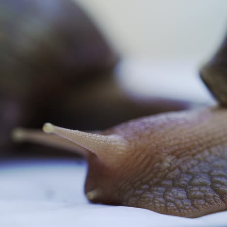giant african land snails is crawling. domestic shellfish with healing mucus.