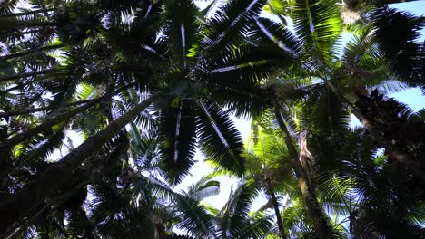 dosel de palmeras, hawaii