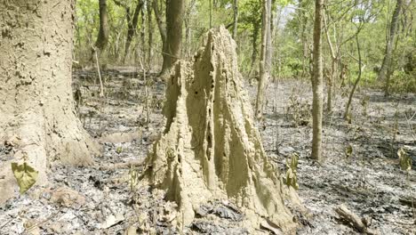 selva seca después de un incendio en el parque nacional de chitwan, nepal.