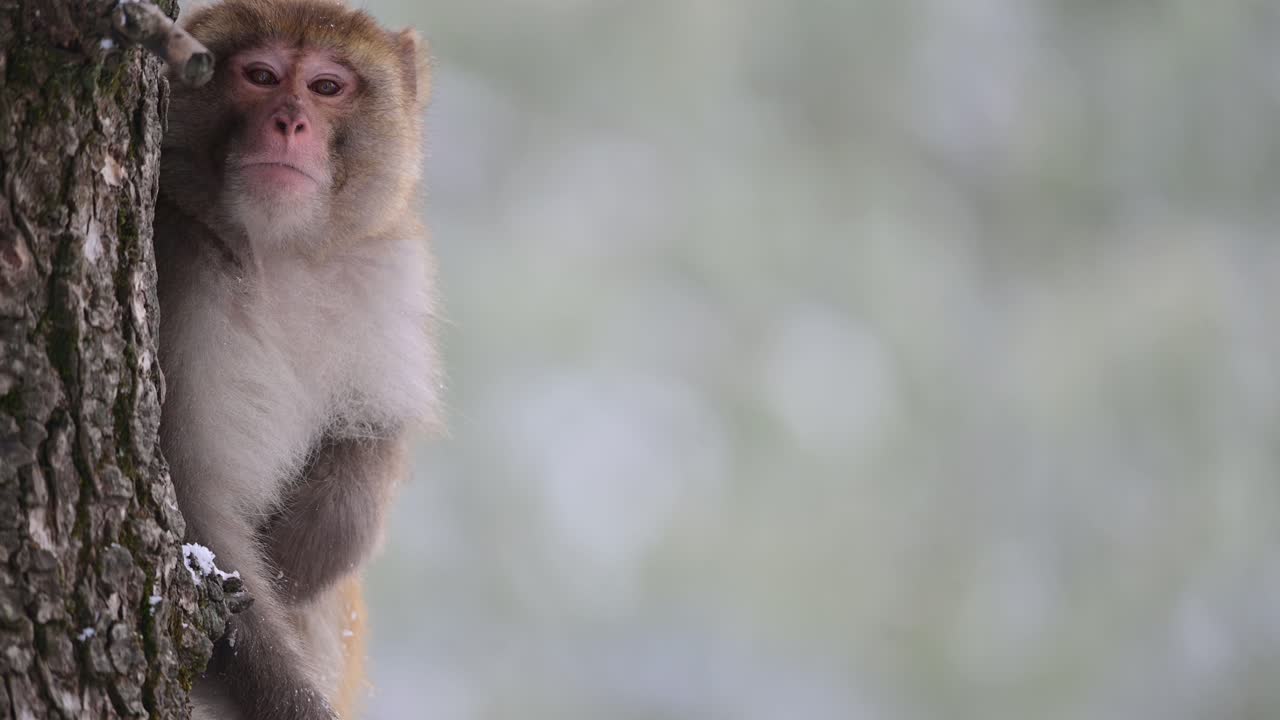 mono macaco rhesus detrás del árbol