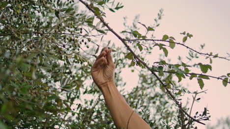 Manos-De-Granjero-Recogiendo-Aceitunas-En-El-Primer-Plano-De-La-Naturaleza-Nocturna.-Hombre-Oliendo-Plantas