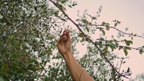 Farmer hands collecting olives in evening nature closeup. Man smelling plants