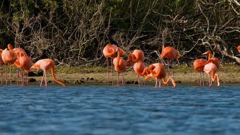 bandada de flamencos naranja y rosa sacuden y se alimentan debajo de la selva de manglares cerca del océano