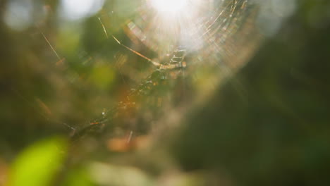 Elegante-Telaraña-Soleada-Con-Una-Pequeña-Araña-Con-Viento-Ligero