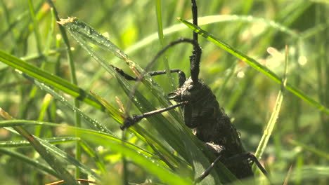 escarabajo de cuernos largos en la hierba