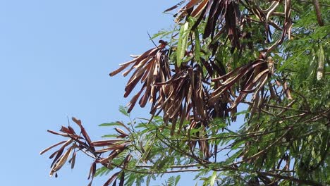 leucaena leucocephala tree blown by wind, dry seeds