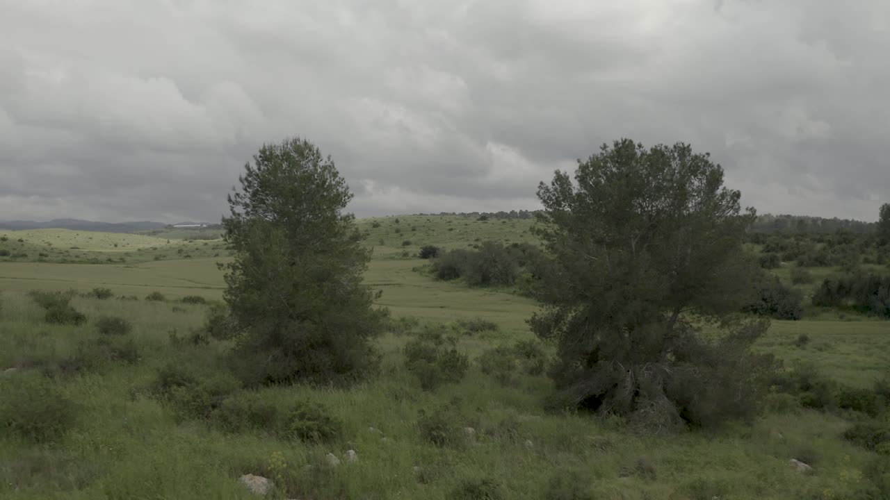 volar entre dos grandes árboles en la cima de verdes colinas, bosque mediterráneo, israel, toma aérea