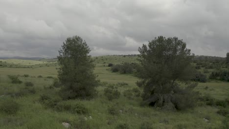 fly between two big trees on top of green hills, mediterranean forest, israel, aerial shot