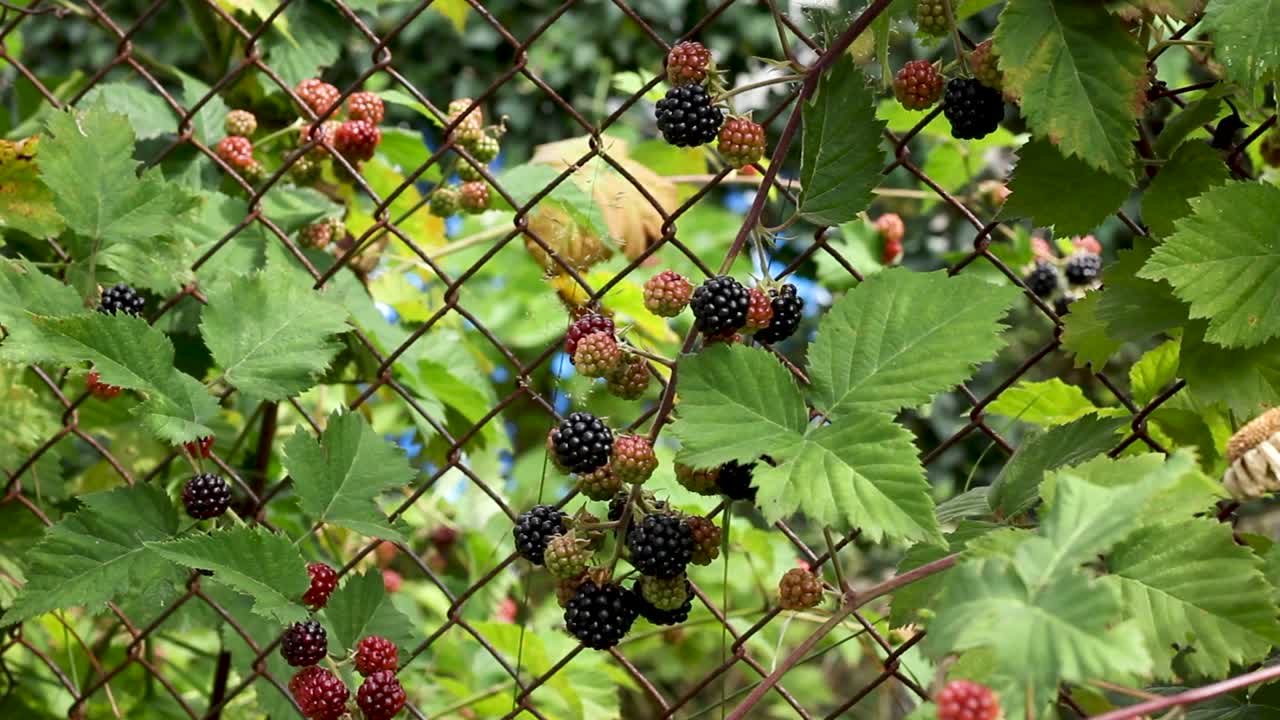 arbusto de moras con frutas maduras e inmaduras que crecen en el jardín en la valla, inclinarse hacia arriba