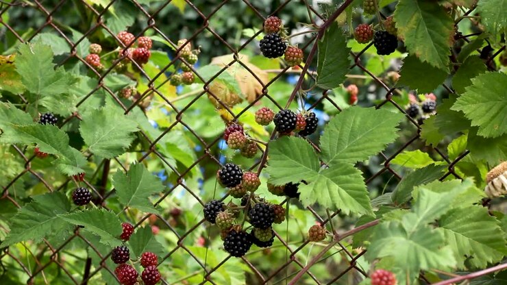 Blackberry bush with ripe and unripe fruit growing in garden on fence, tilt up