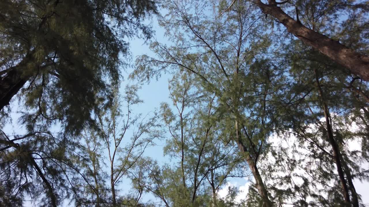 vista del paisaje hasta el cielo con vista del pino de mar mientras camina por él en el parque cerca de la playa, phuket, tailandia en video 4k uhd