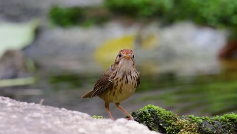 puff-throated babbler grooming after a bath in the forest during a hot day, pellorneum ruficeps, in slow motion