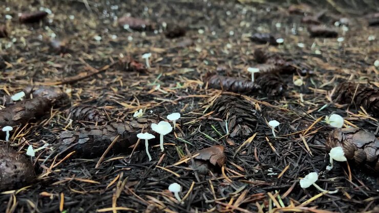 Numerous tiny white mushrooms on forest ground