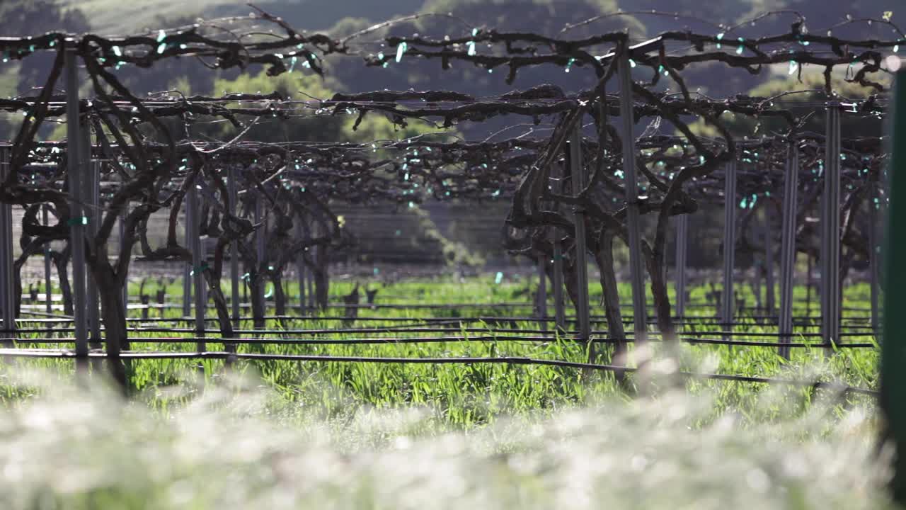 primer plano de enfoque selectivo de la hierba que sopla y las vides de uva enrejadas