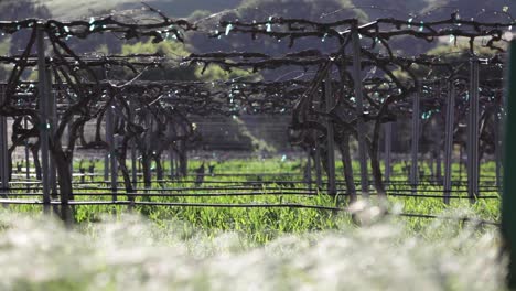 Close-up-selective-focus-shot-of-blowing-grass-and-trellis-grape-vines