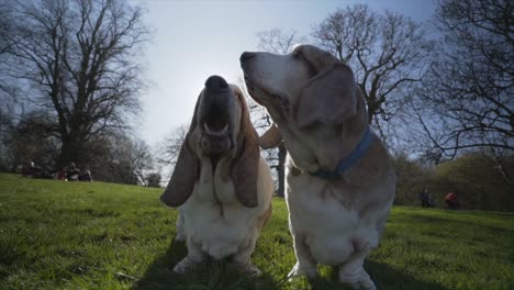 2 bassett hounds sitting in a park with the sun behind them in slow motion