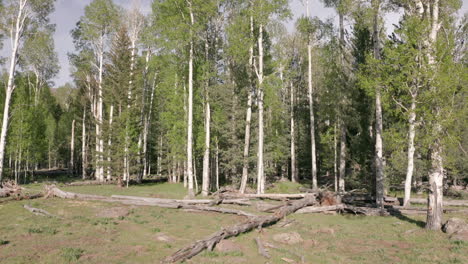 Camera-moves-left-and-tilts-up-on-aspen-trees