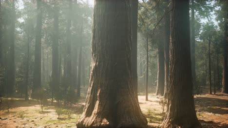 Sonnenuntergang-Am-Giant-Forest,-Sequoia-Nationalpark,-Kalifornien